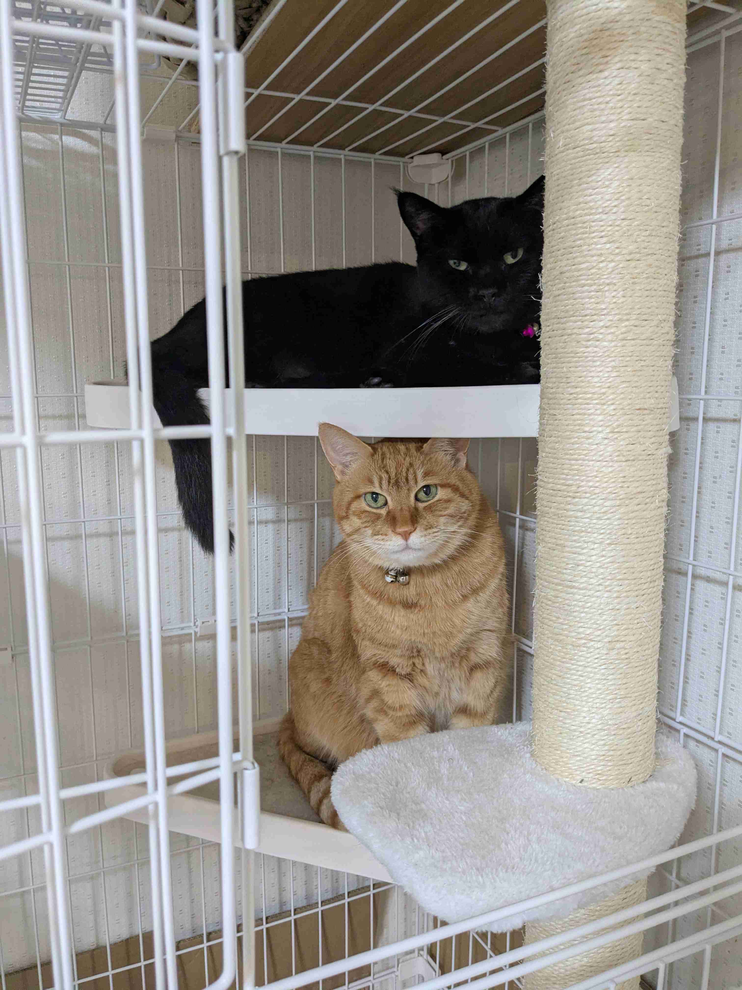 がるちゃん猫カフェ114号店開店しました♪(初めての方も大歓迎♪)