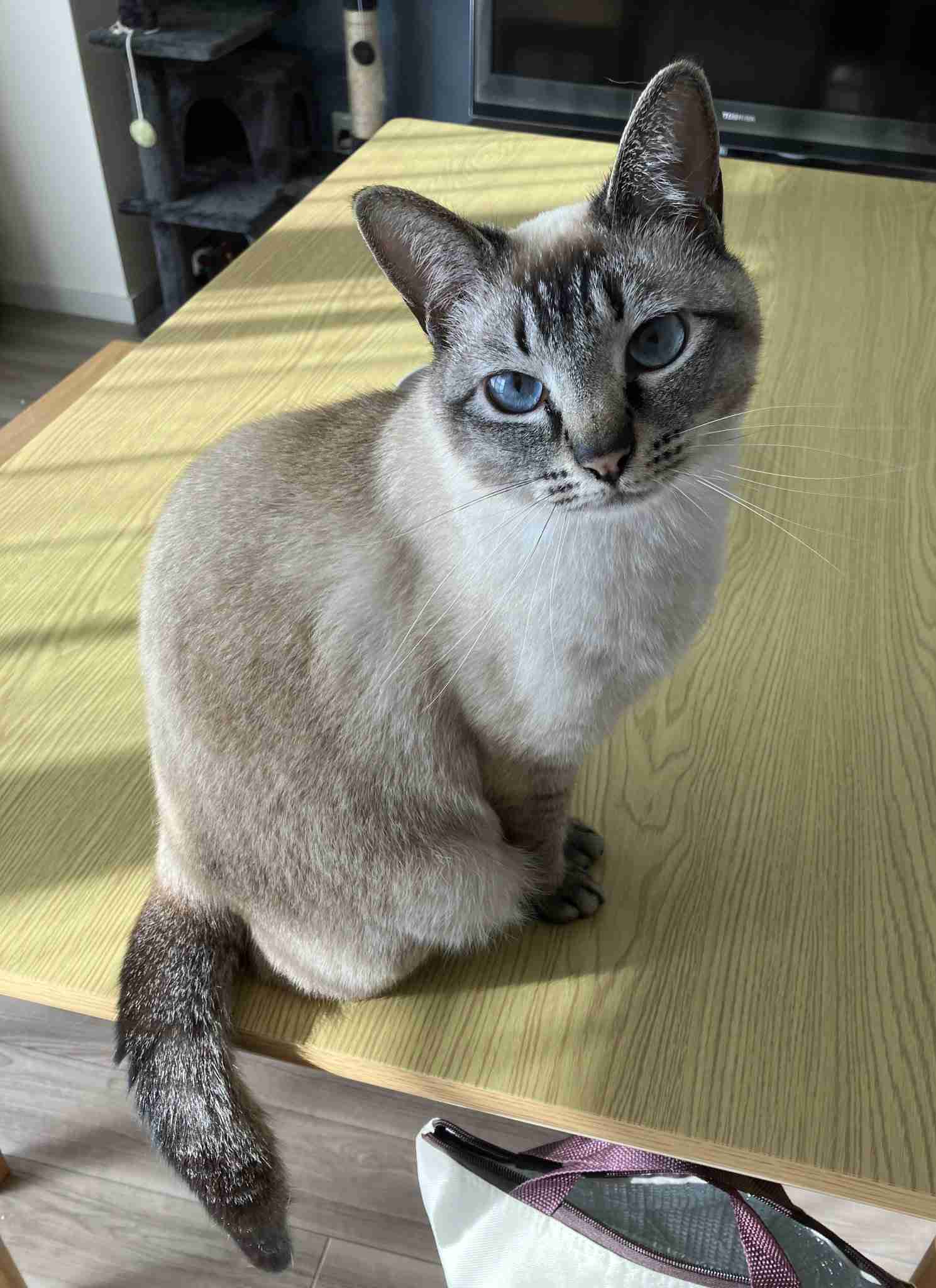 がるちゃん猫カフェ114号店開店しました♪(初めての方も大歓迎♪)
