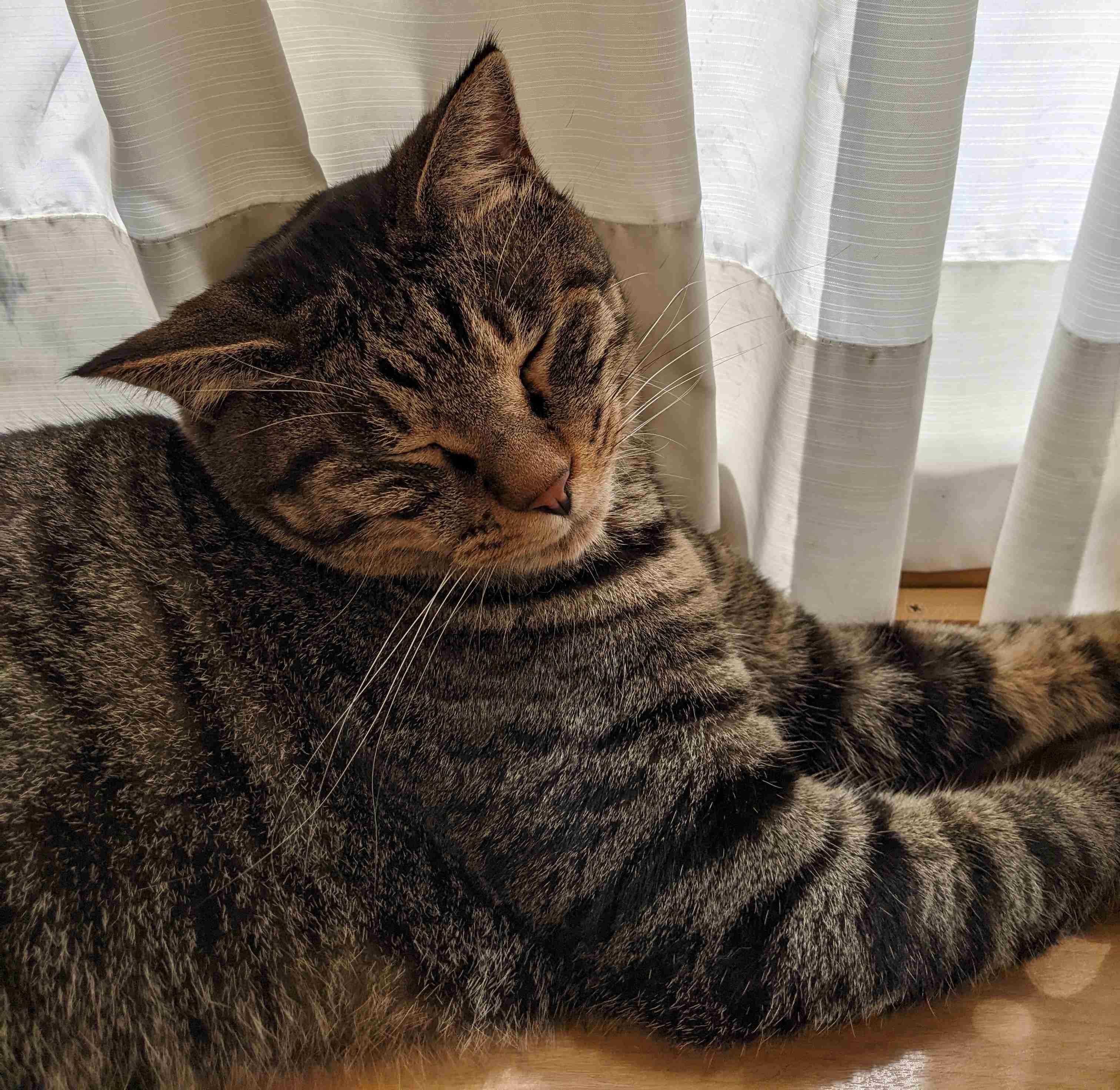がるちゃん猫カフェ114号店開店しました♪(初めての方も大歓迎♪)