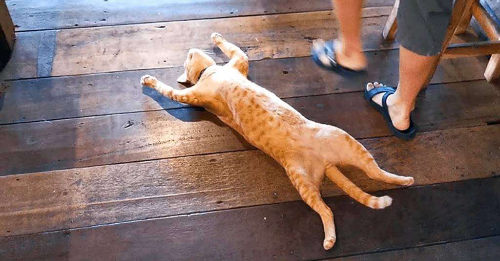 がるちゃん猫カフェ114号店開店しました♪(初めての方も大歓迎♪)