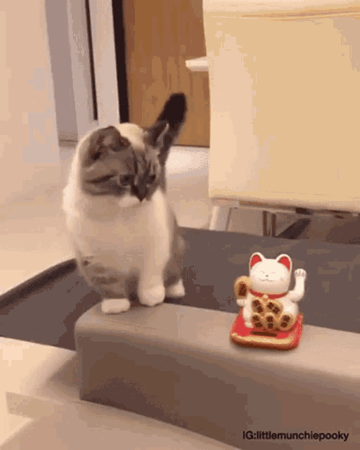 がるちゃん猫カフェ114号店開店しました♪(初めての方も大歓迎♪)