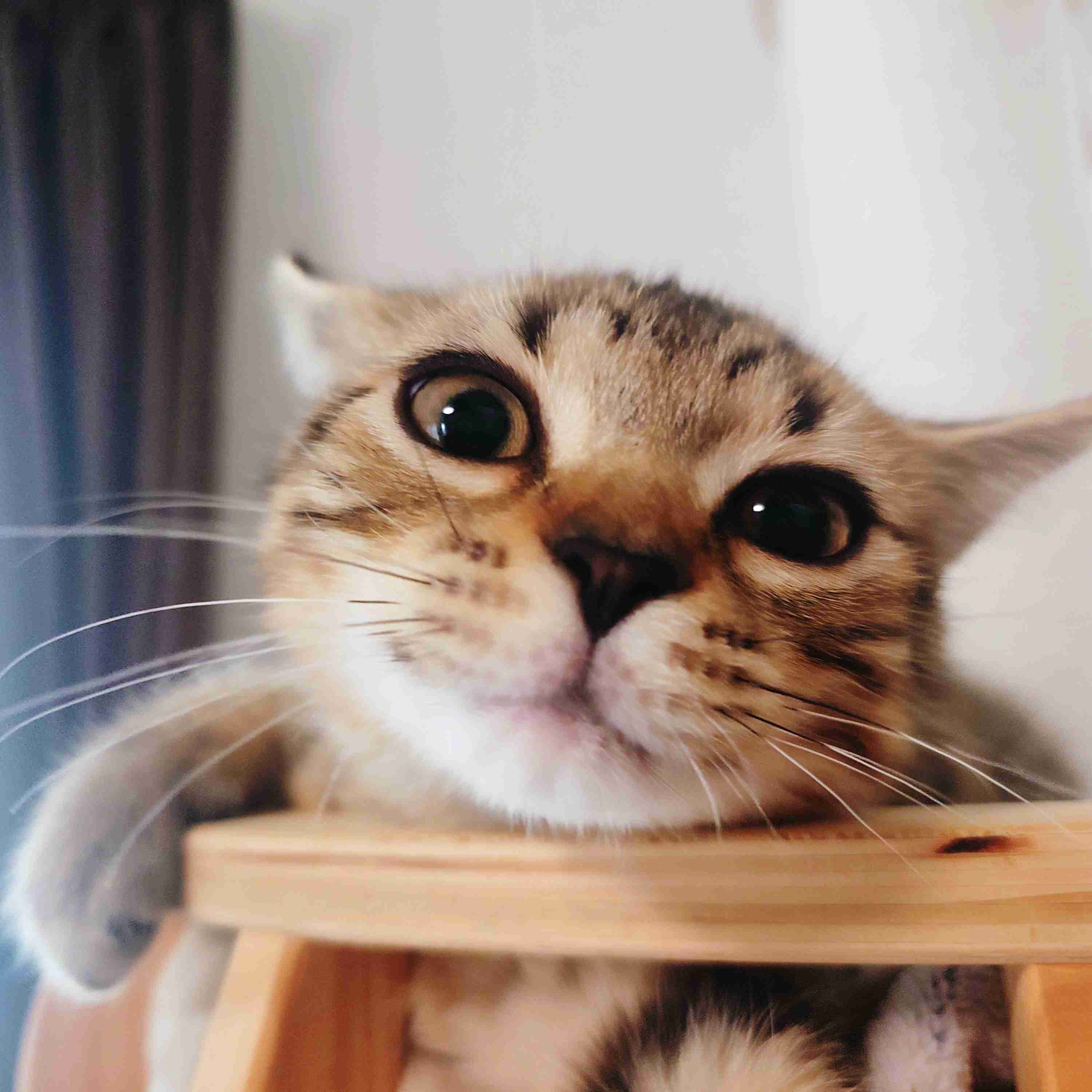 がるちゃん猫カフェ114号店開店しました♪(初めての方も大歓迎♪)