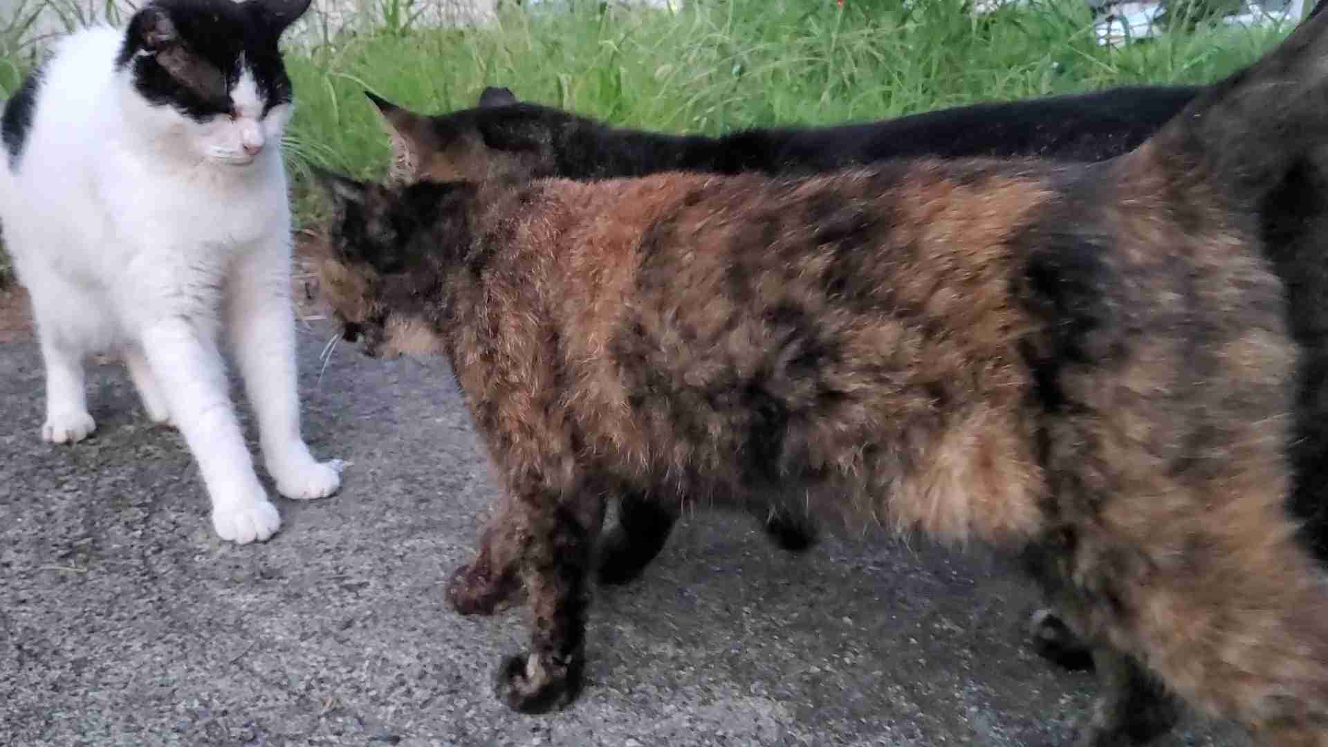がるちゃん猫カフェ114号店開店しました♪(初めての方も大歓迎♪)