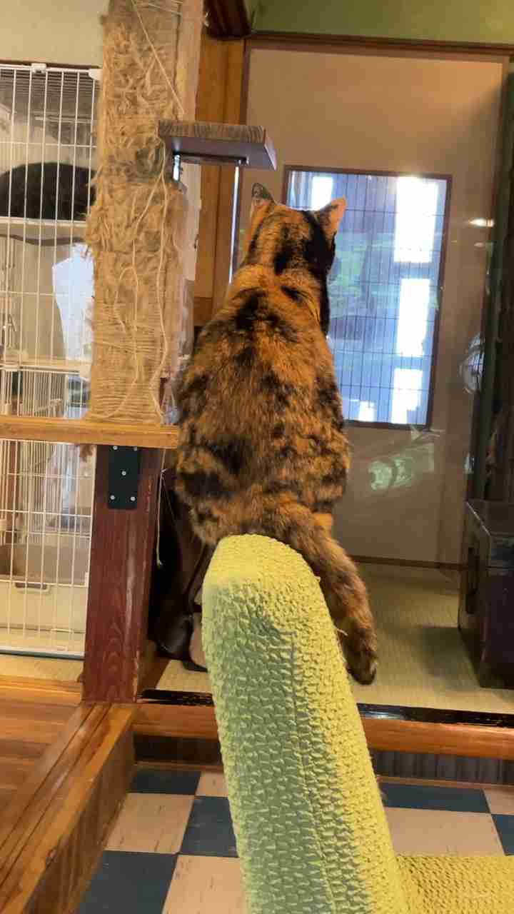 がるちゃん猫カフェ114号店開店しました♪(初めての方も大歓迎♪)