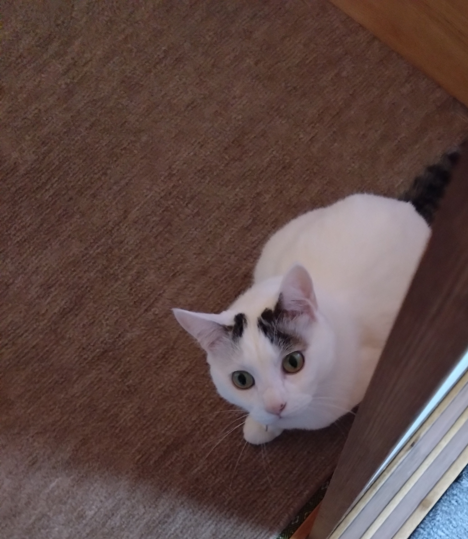 がるちゃん猫カフェ114号店開店しました♪(初めての方も大歓迎♪)