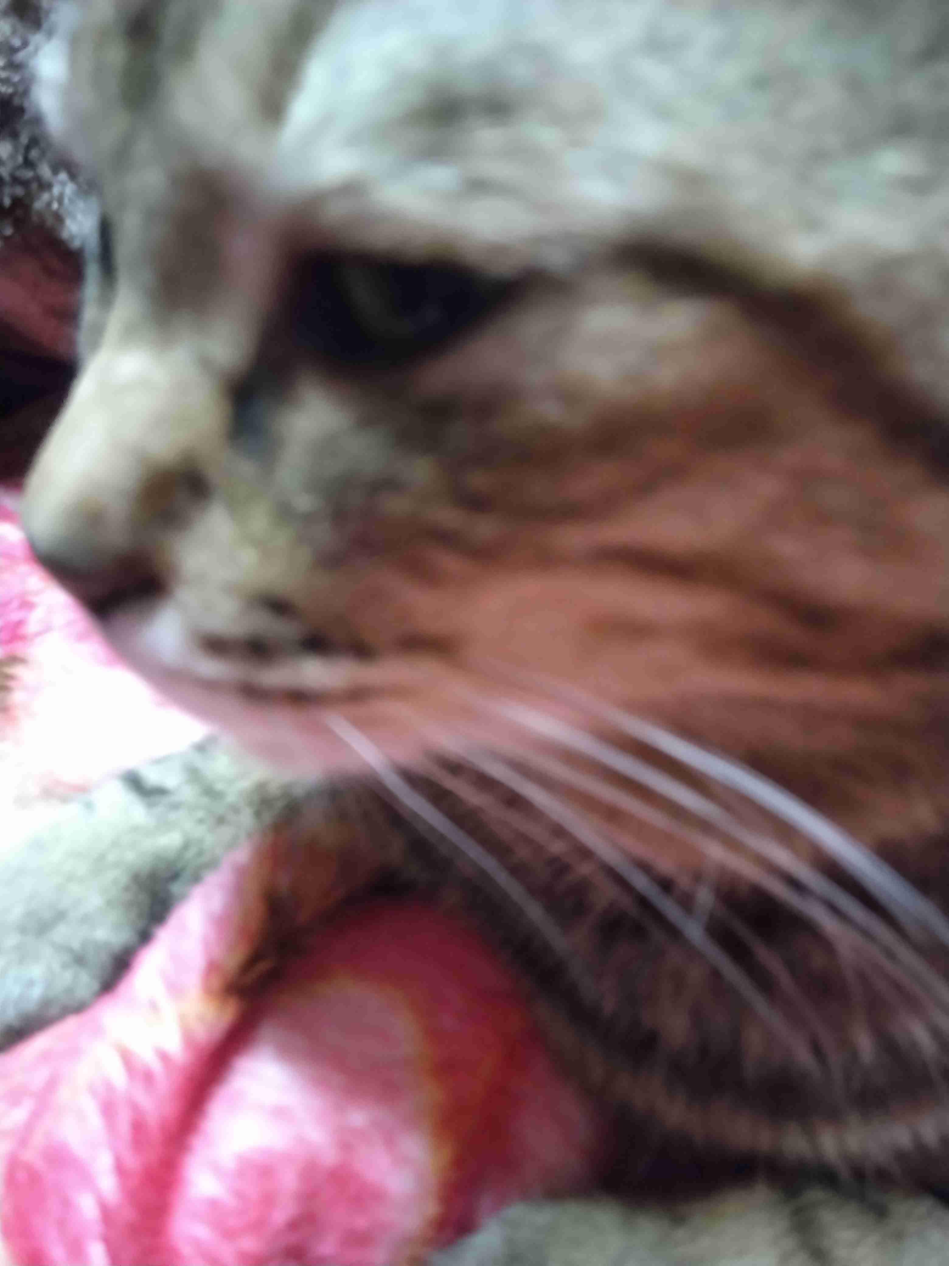 がるちゃん猫カフェ114号店開店しました♪(初めての方も大歓迎♪)