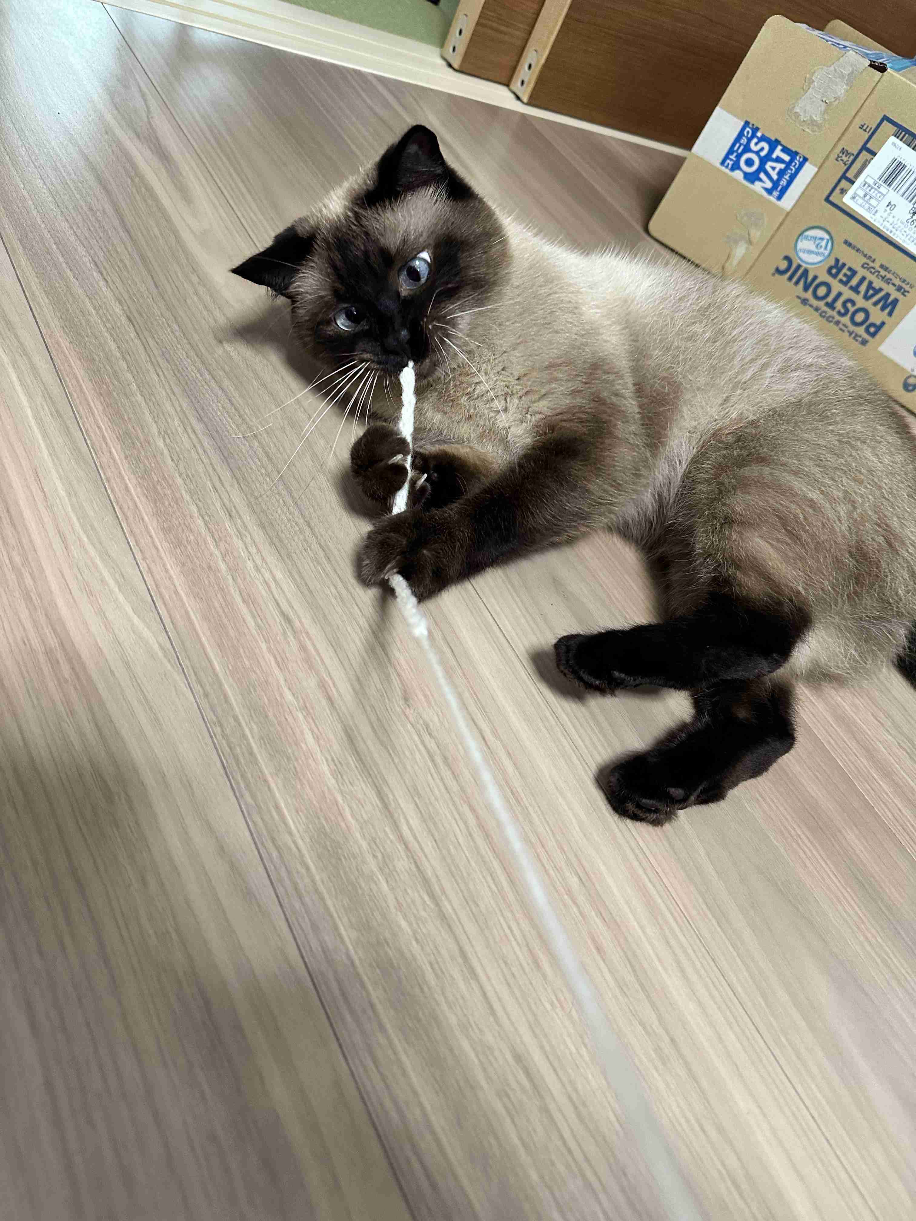 がるちゃん猫カフェ114号店開店しました♪(初めての方も大歓迎♪)