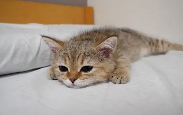 がるちゃん猫カフェ114号店開店しました♪(初めての方も大歓迎♪)