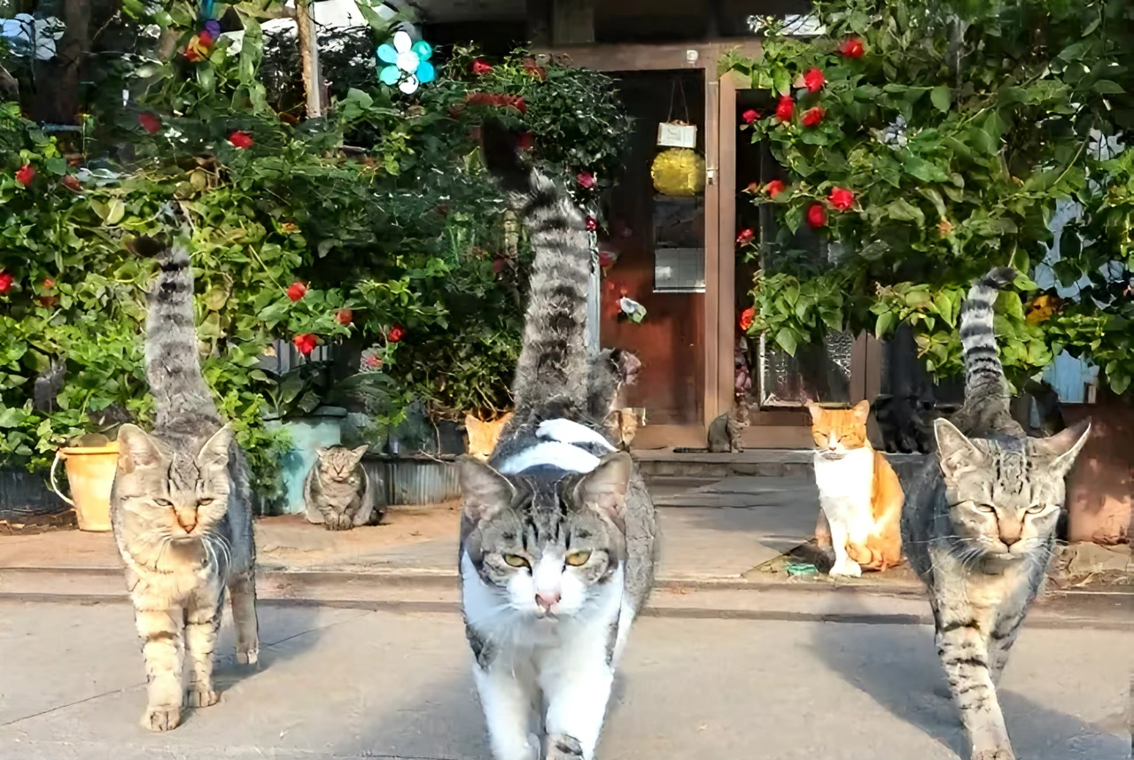 がるちゃん猫カフェ114号店開店しました♪(初めての方も大歓迎♪)