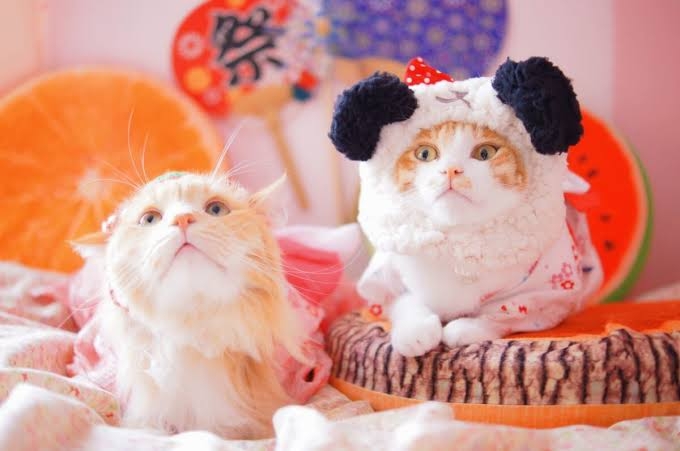 がるちゃん猫カフェ114号店開店しました♪(初めての方も大歓迎♪)
