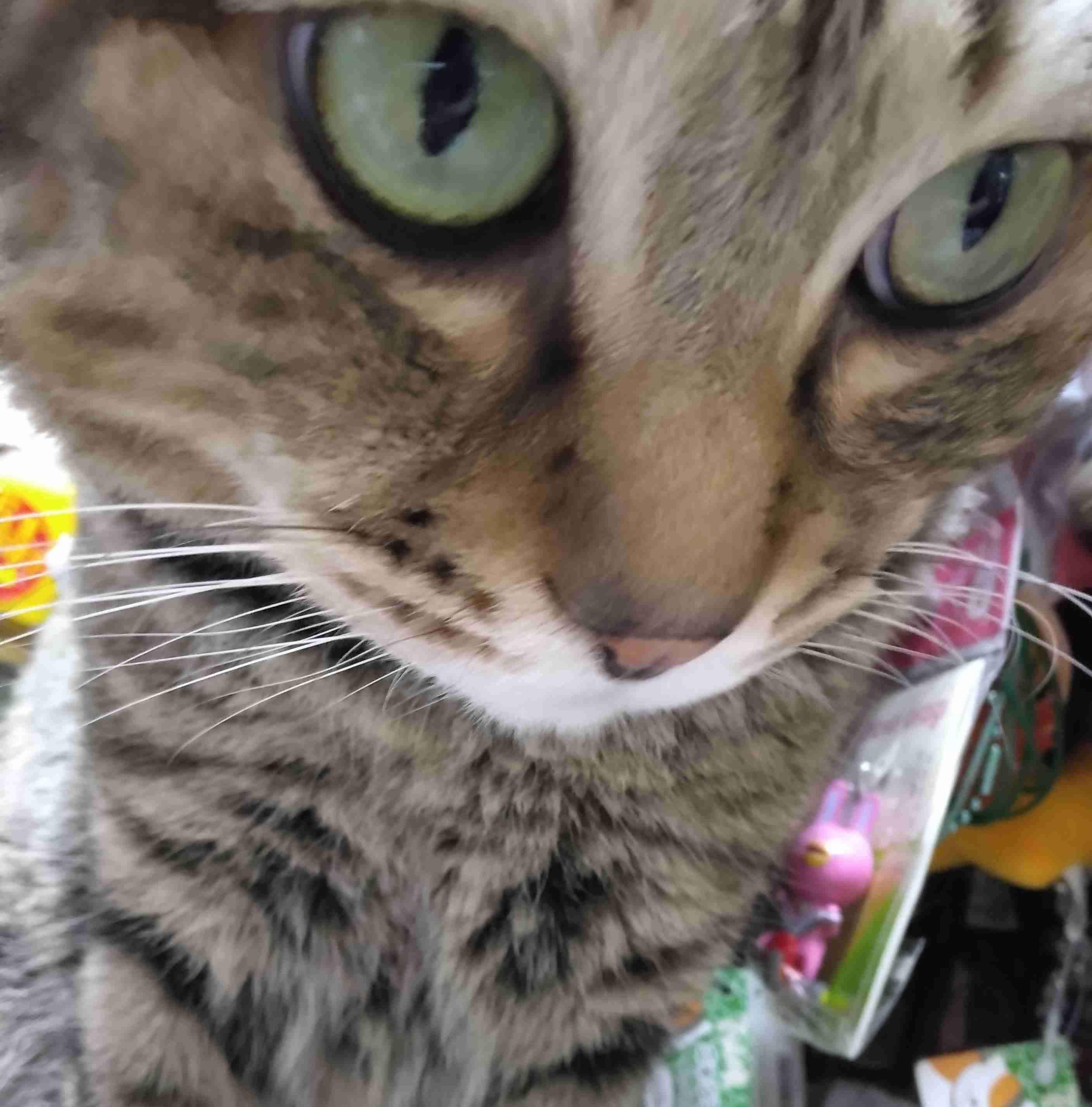 がるちゃん猫カフェ114号店開店しました♪(初めての方も大歓迎♪)