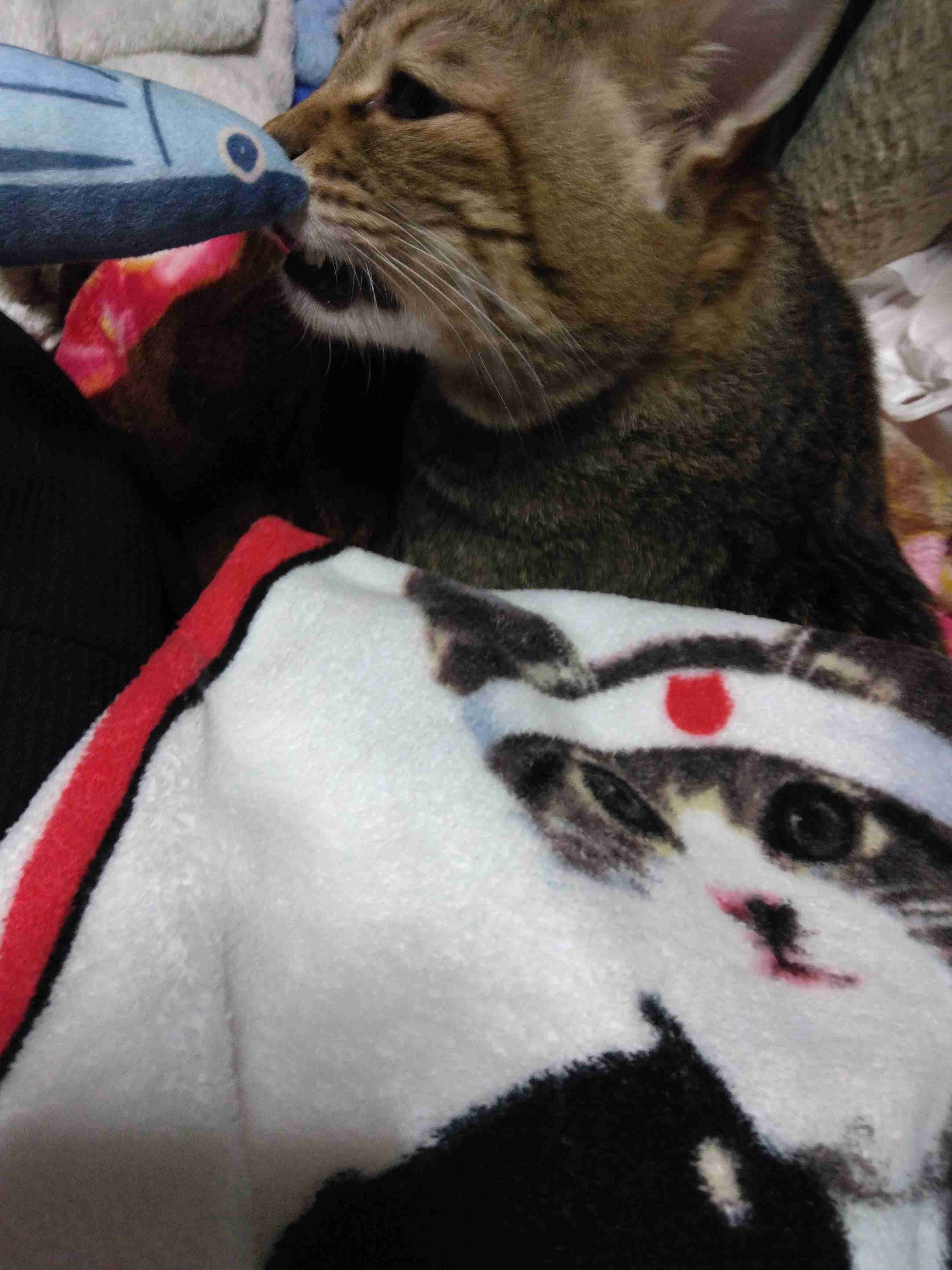 がるちゃん猫カフェ114号店開店しました♪(初めての方も大歓迎♪)