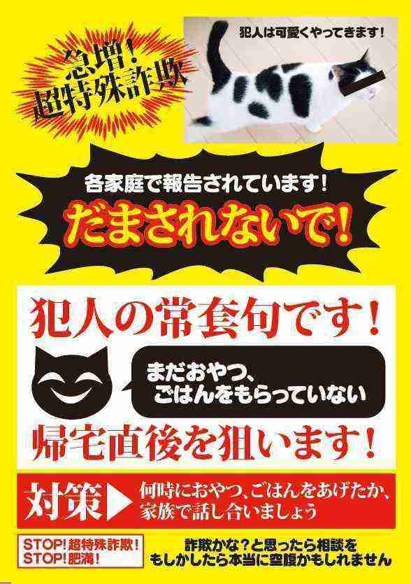 がるちゃん猫カフェ114号店開店しました♪(初めての方も大歓迎♪)