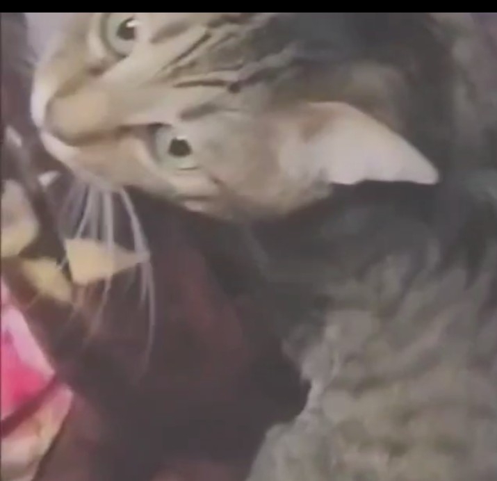 がるちゃん猫カフェ114号店開店しました♪(初めての方も大歓迎♪)