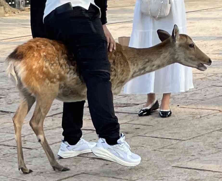 へずまりゅう氏「こういう奴ら出禁にしませんか？」奈良公園の鹿への暴力行為に苦言