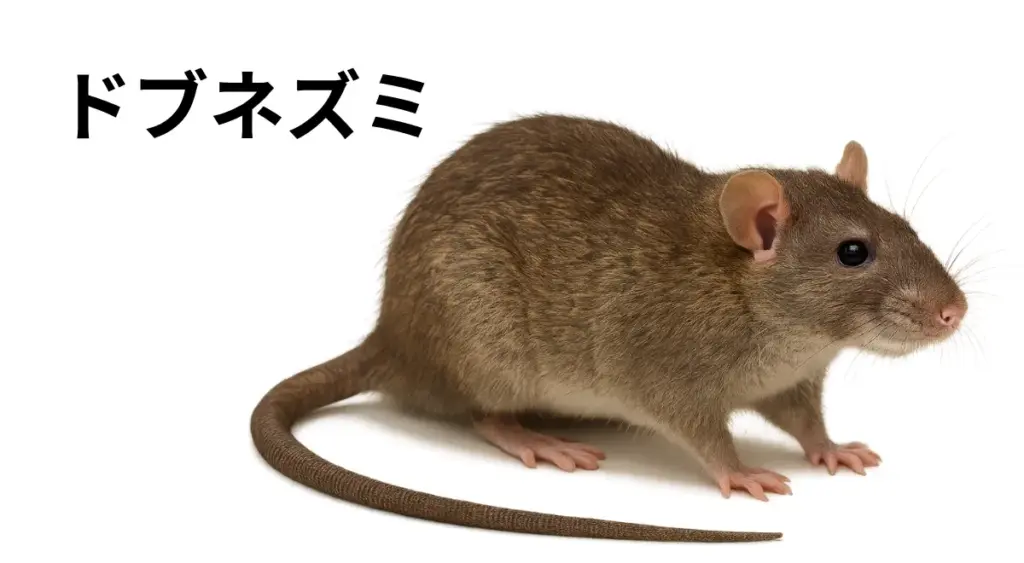 2歳児の“容姿いじる不適切保育 「カメレオンに似てる」「マンボウみたいよ」 ボイスレコーダーで発覚【福岡発】