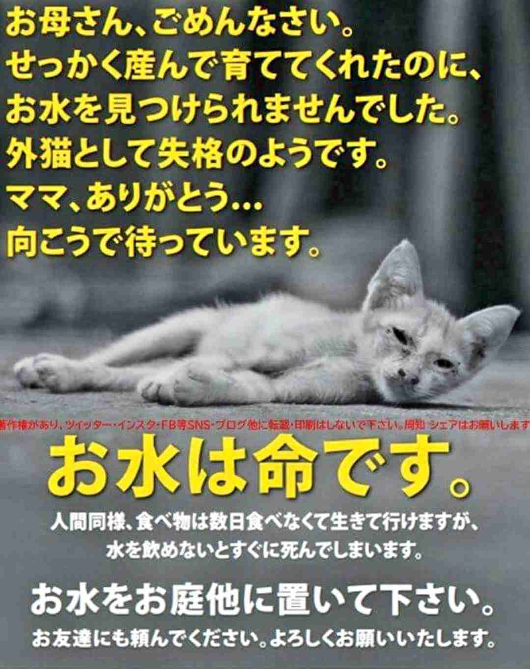 ネコの頭蓋骨132匹分を確認　排泄物や死骸を放置した環境で飼育 多くを衰弱死させた疑いで女を逮捕　「飼育費用や手間が増え面倒になった」