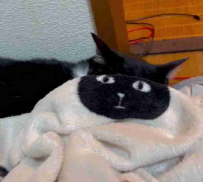 黒猫と猫柄毛布の奇跡の瞬間が話題⇒あまりの一体感に「違和感が無さすぎ」「お茶吹き出しそう」