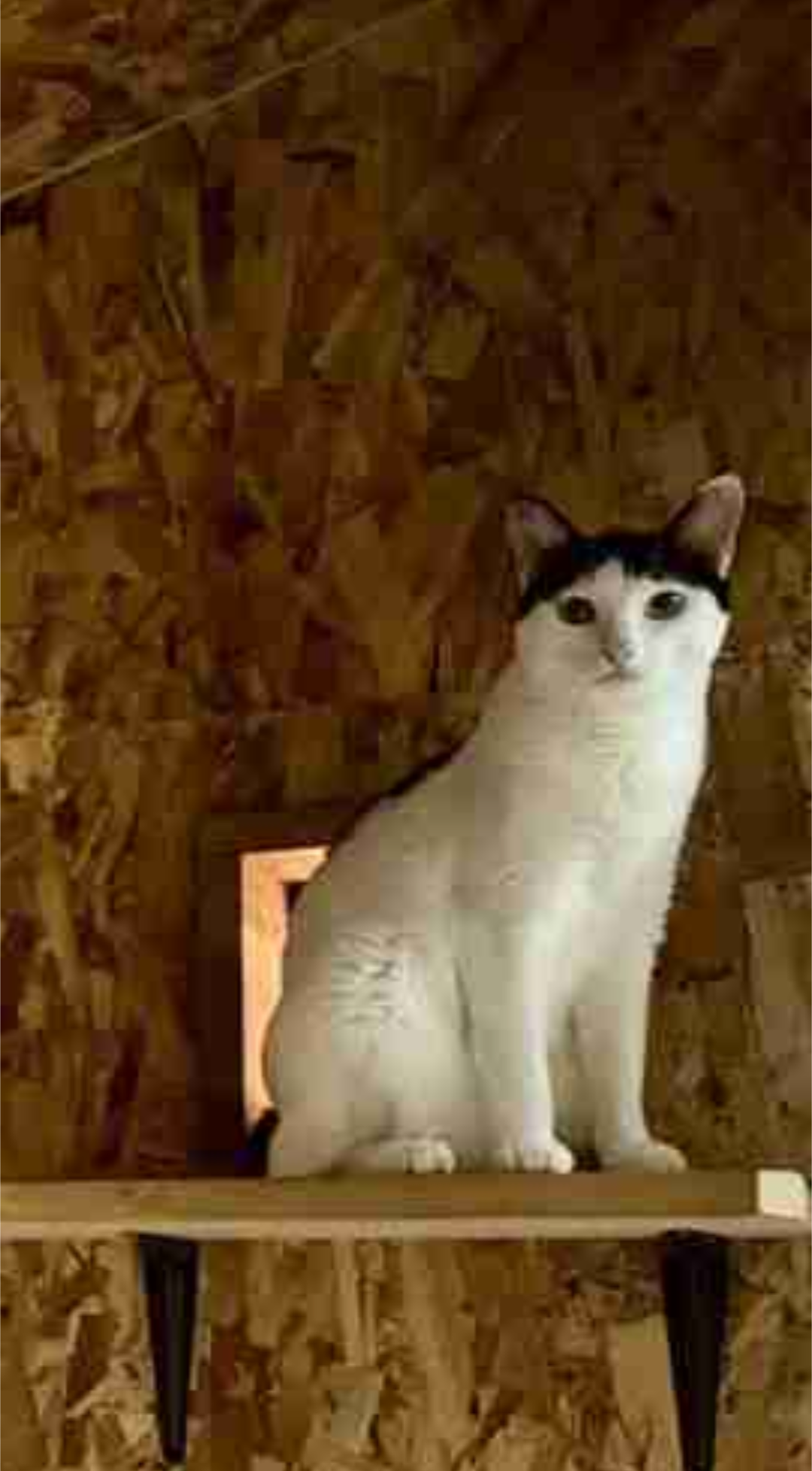 黒猫と猫柄毛布の奇跡の瞬間が話題⇒あまりの一体感に「違和感が無さすぎ」「お茶吹き出しそう」