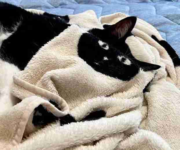 黒猫と猫柄毛布の奇跡の瞬間が話題⇒あまりの一体感に「違和感が無さすぎ」「お茶吹き出しそう」