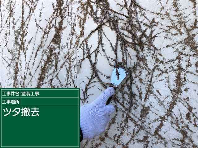 買おうとしてる土地の隣の裏が蔦だらけの家