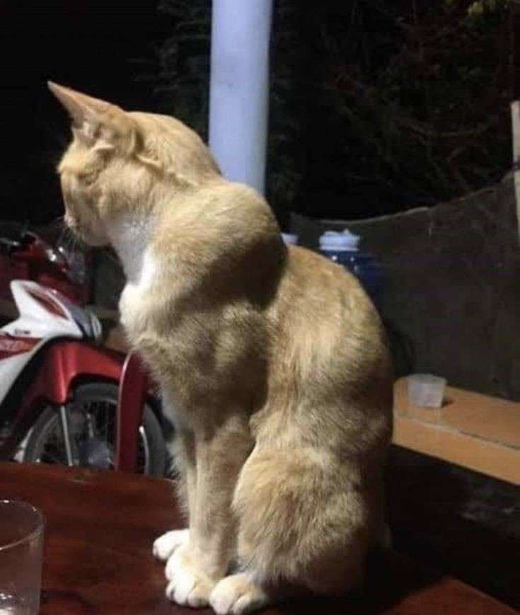 いろんな前後の画像トピ
