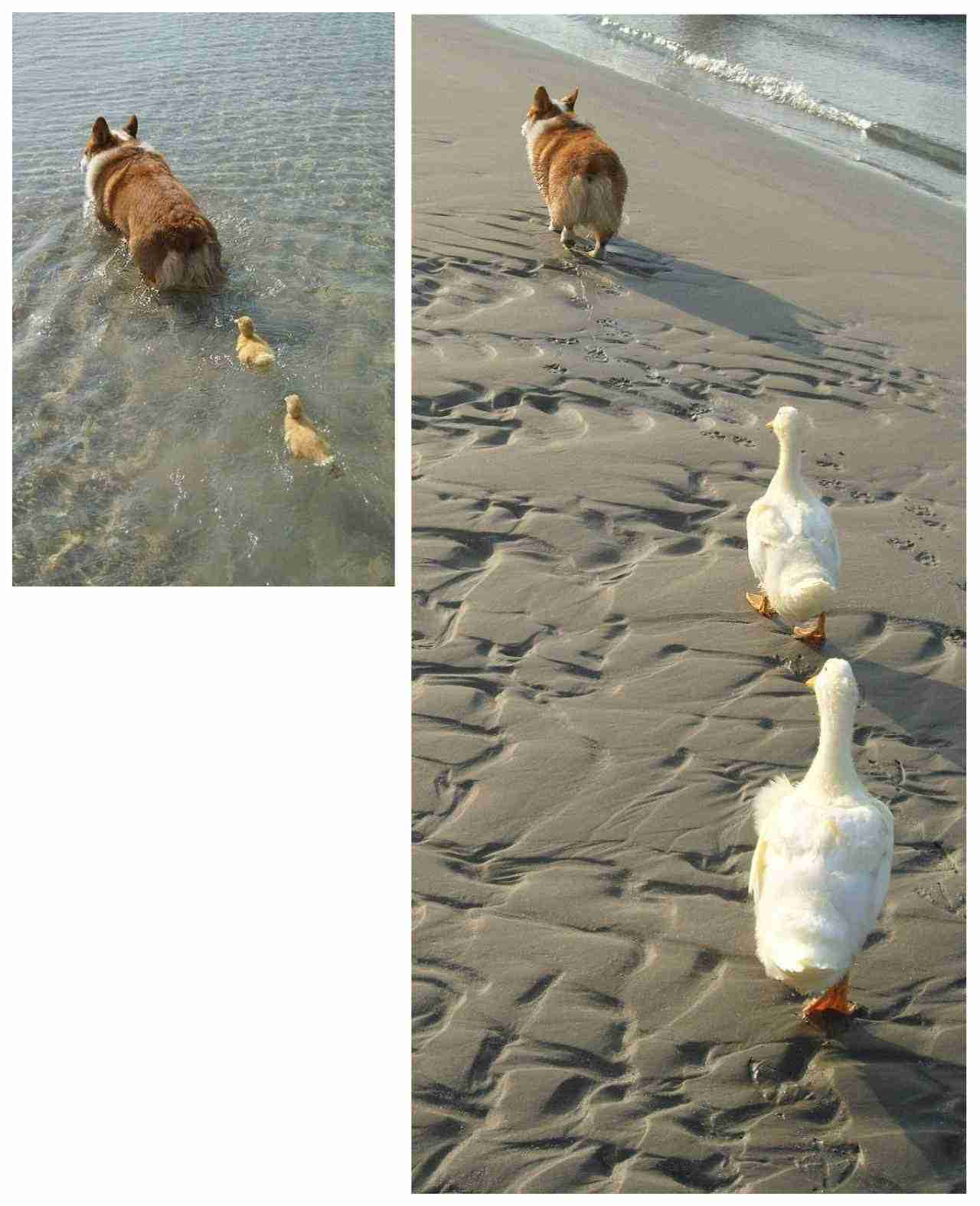 いろんな前後の画像トピ