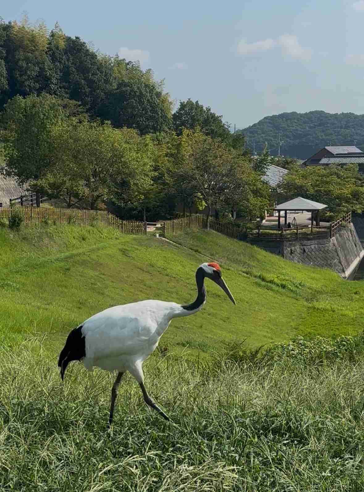 釧路湿原周辺メガソーラー、事業中止せず 「立ち止まれない」と社長 植林、タンチョウ保護柵設置へ
