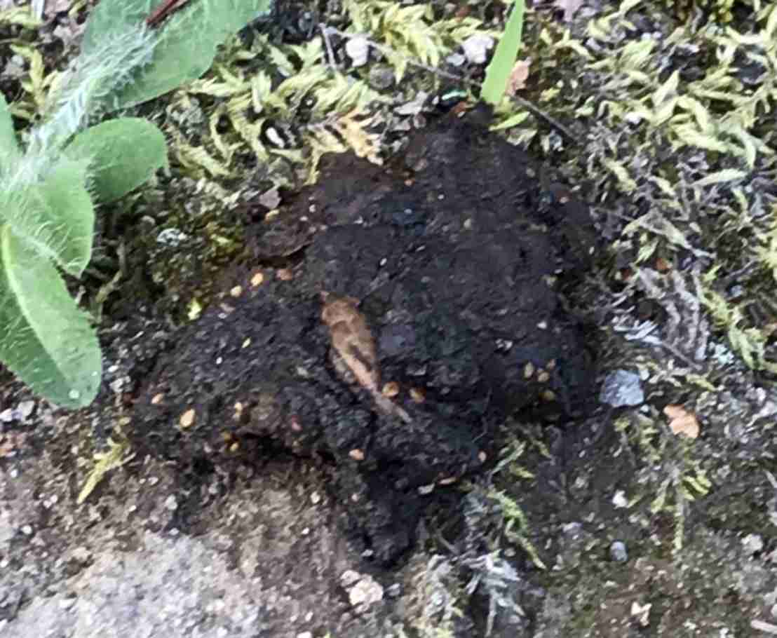 【 松山ケンイチ 】　農作物を荒らす「熊」　地元ハンターの「有害駆除」に同行・リポート　「害獣被害にやられてたら、もう本当に死活問題」　ハンター明かす