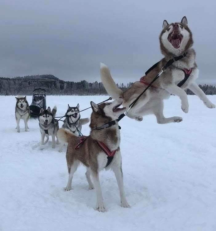 ちょっと笑えそうな動物の画像が見たい