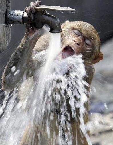 ちょっと笑えそうな動物の画像が見たい