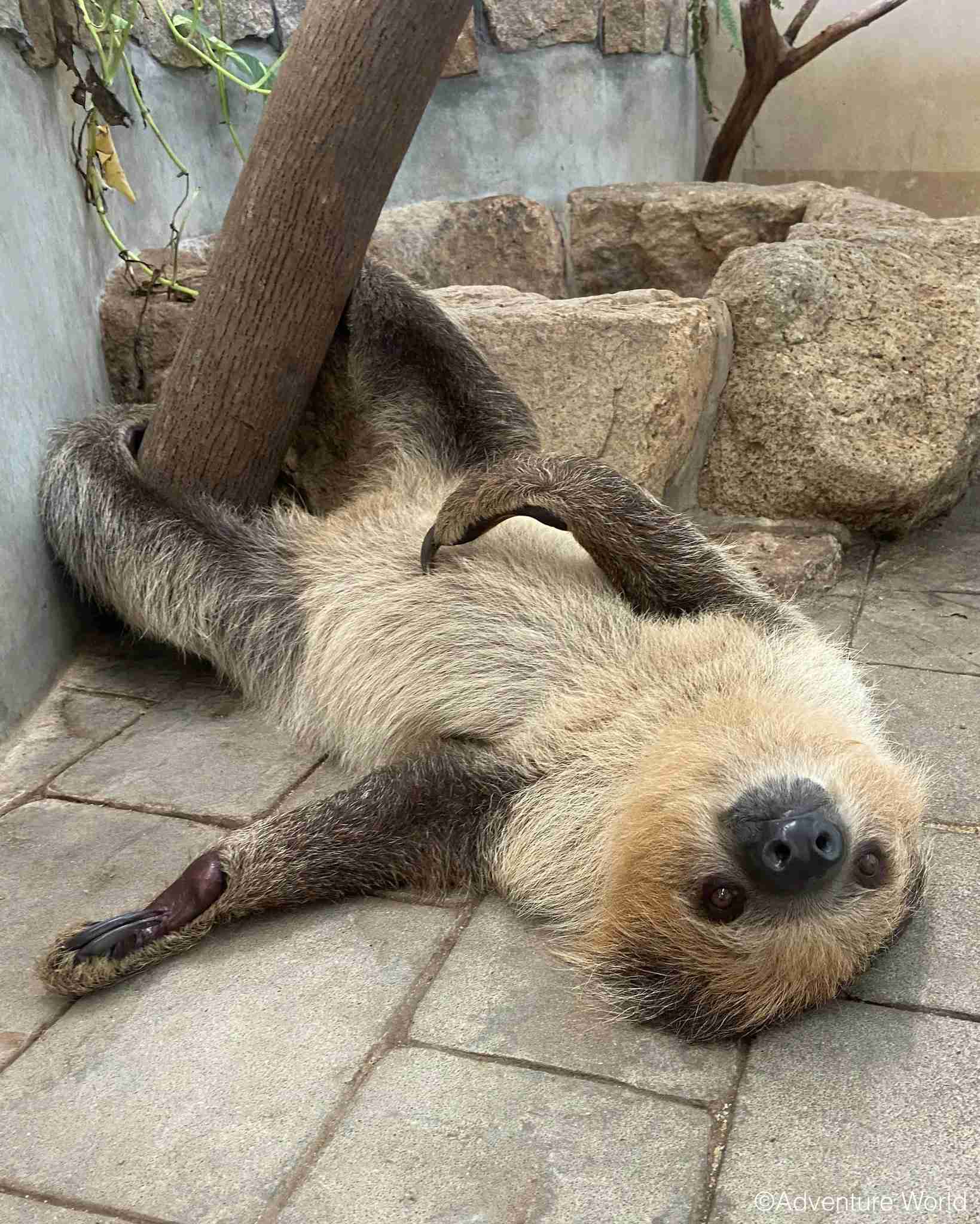 ちょっと笑えそうな動物の画像が見たい