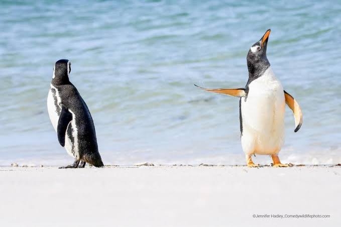 ちょっと笑えそうな動物の画像が見たい