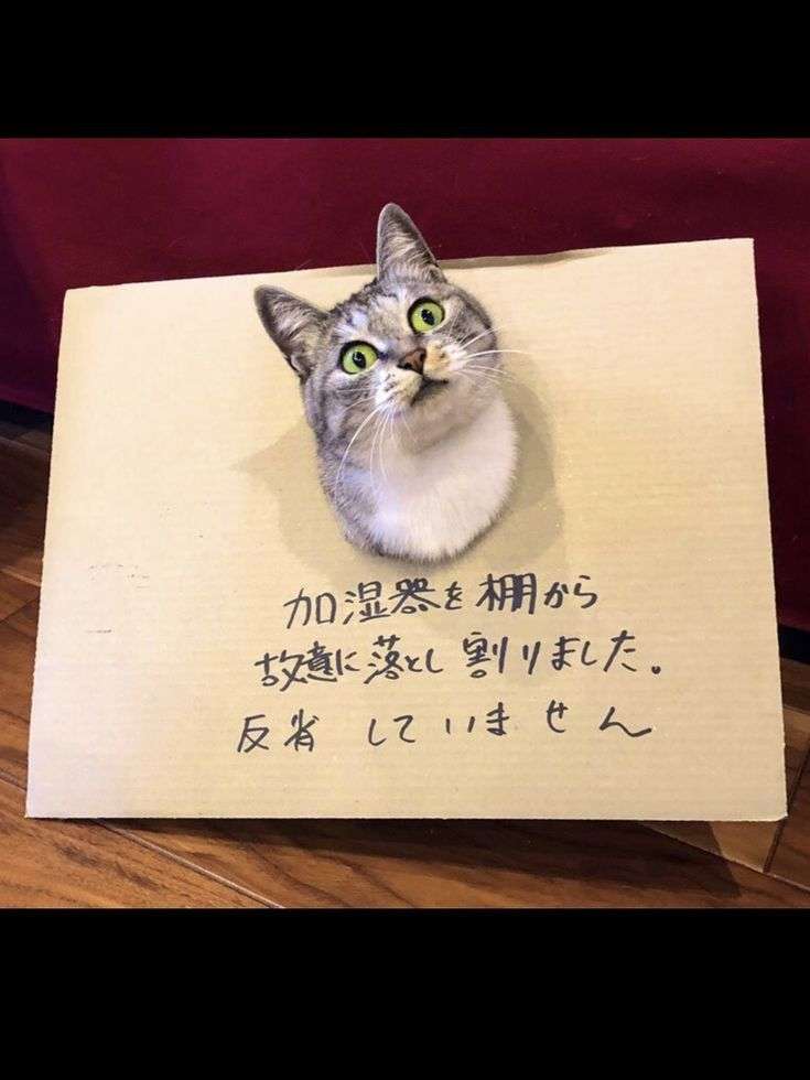 ちょっと笑えそうな動物の画像が見たい