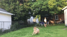 ちょっと笑えそうな動物の画像が見たい