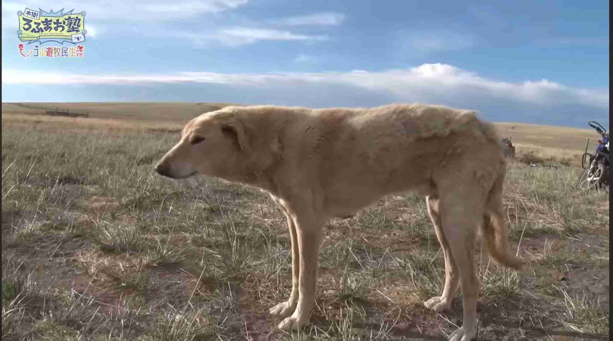ちょっと笑えそうな動物の画像が見たい