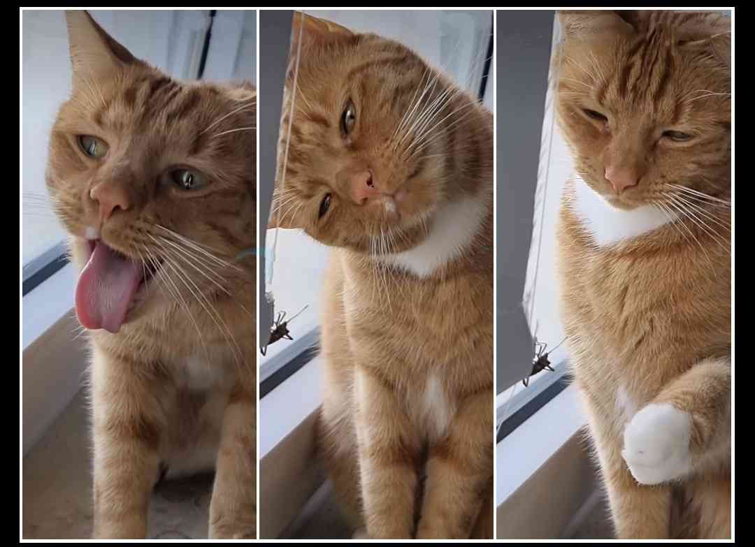 ちょっと笑えそうな動物の画像が見たい