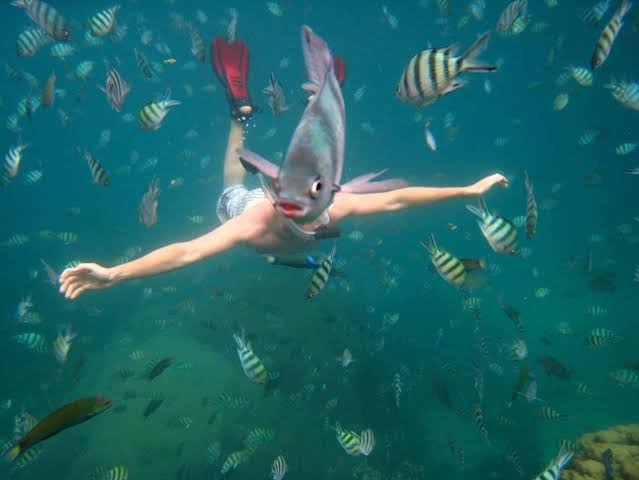 ちょっと笑えそうな動物の画像が見たい