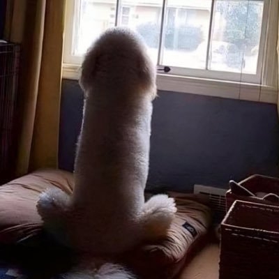 ちょっと笑えそうな動物の画像が見たい