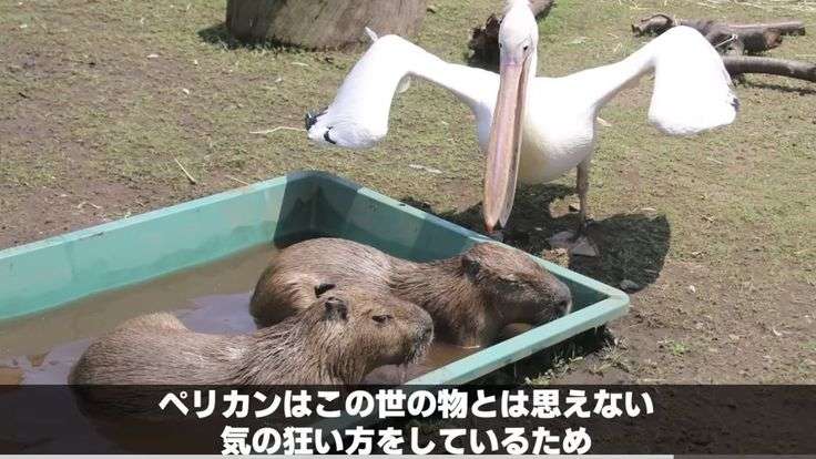 ちょっと笑えそうな動物の画像が見たい