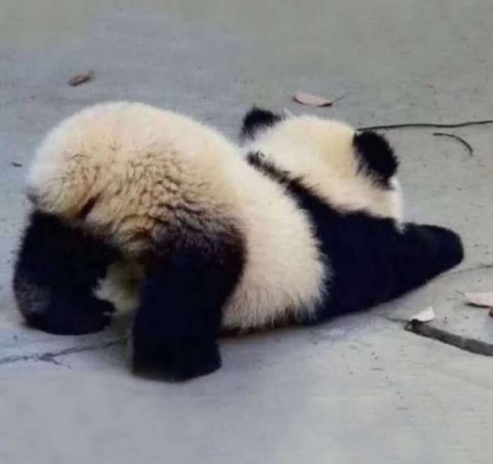 ちょっと笑えそうな動物の画像が見たい