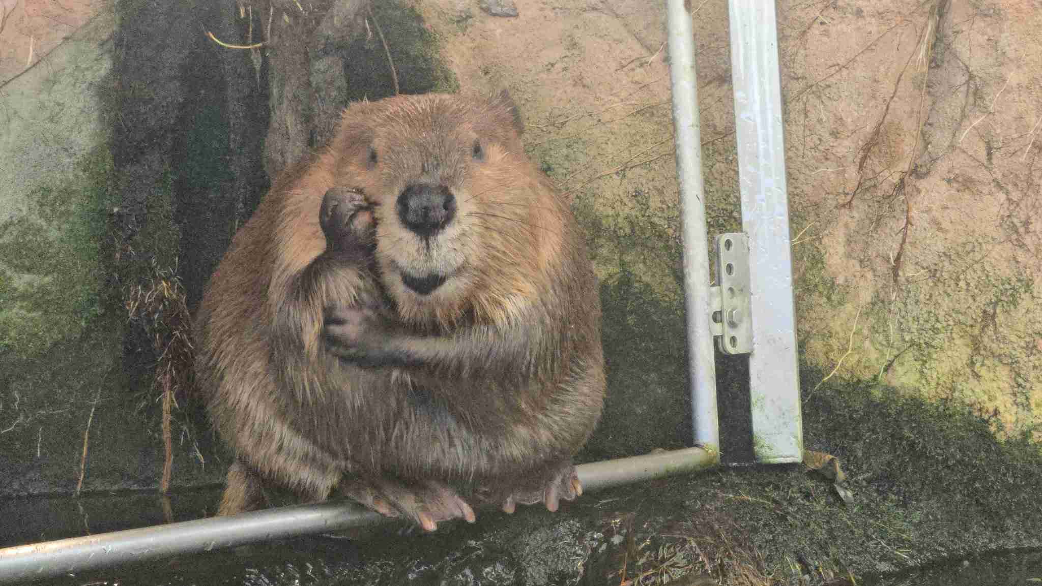 ちょっと笑えそうな動物の画像が見たい
