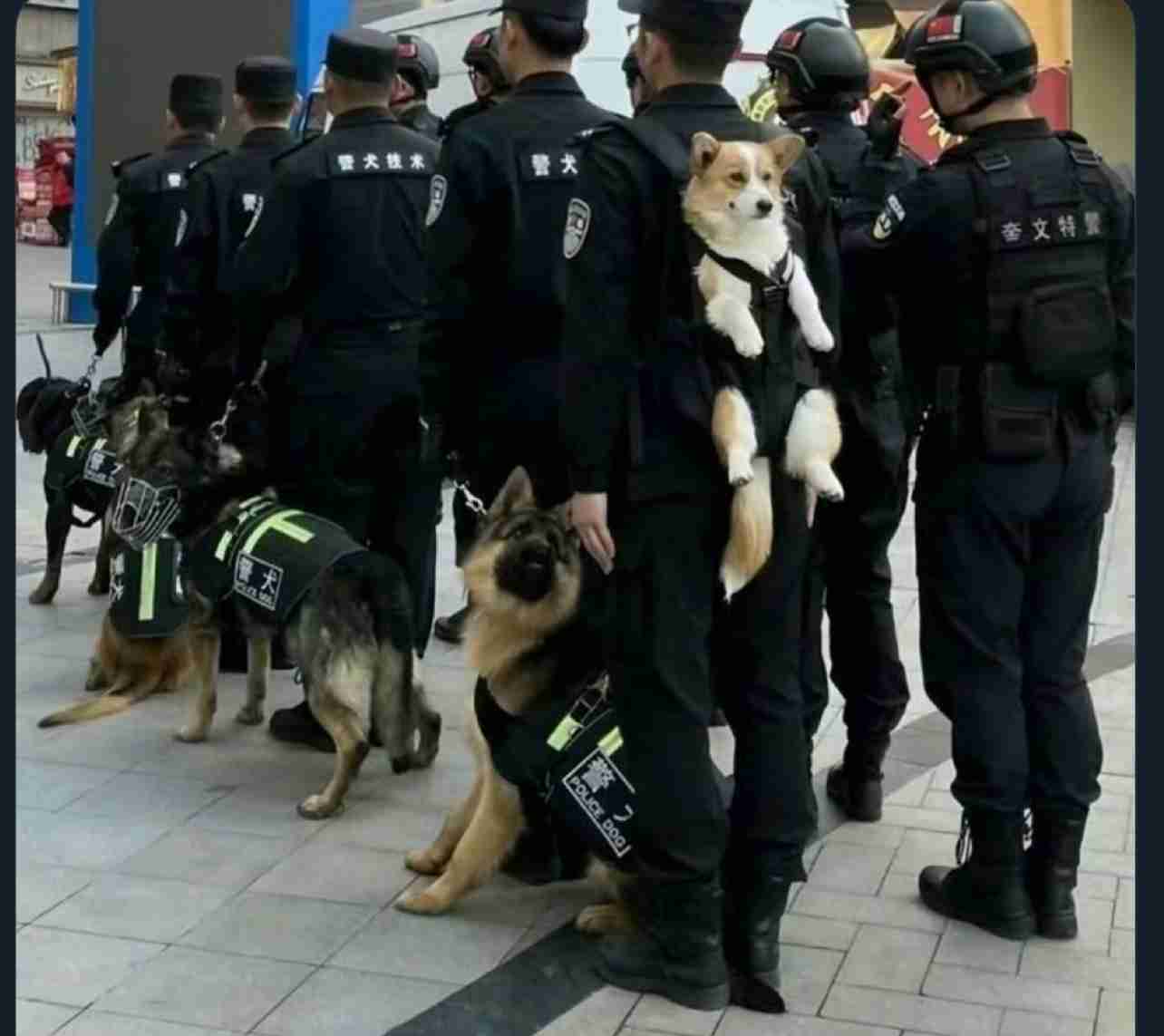 ちょっと笑えそうな動物の画像が見たい