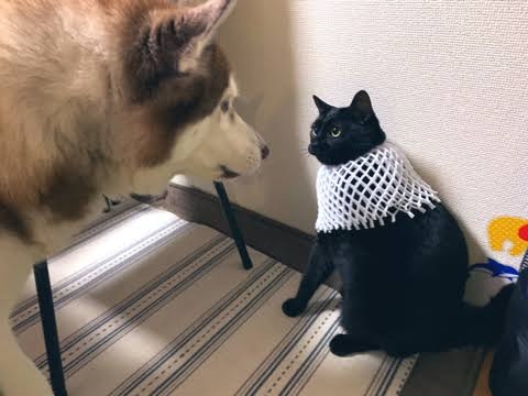 ちょっと笑えそうな動物の画像が見たい