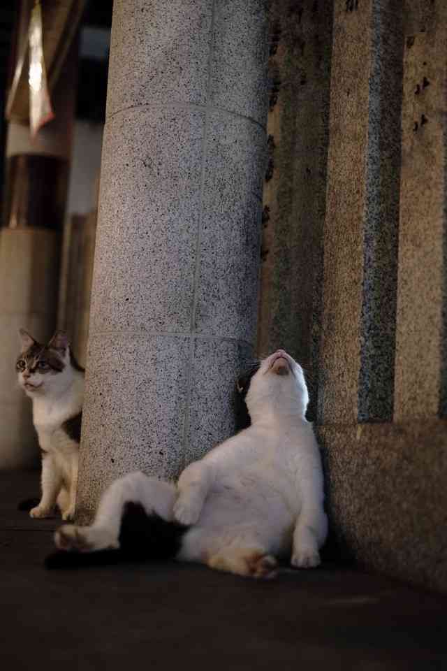 ちょっと笑えそうな動物の画像が見たい