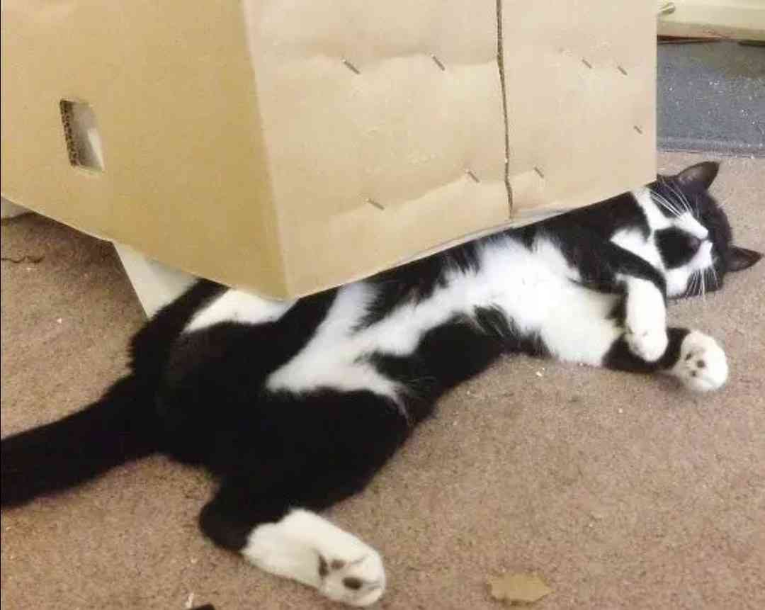 ちょっと笑えそうな動物の画像が見たい