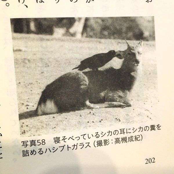 ちょっと笑えそうな動物の画像が見たい