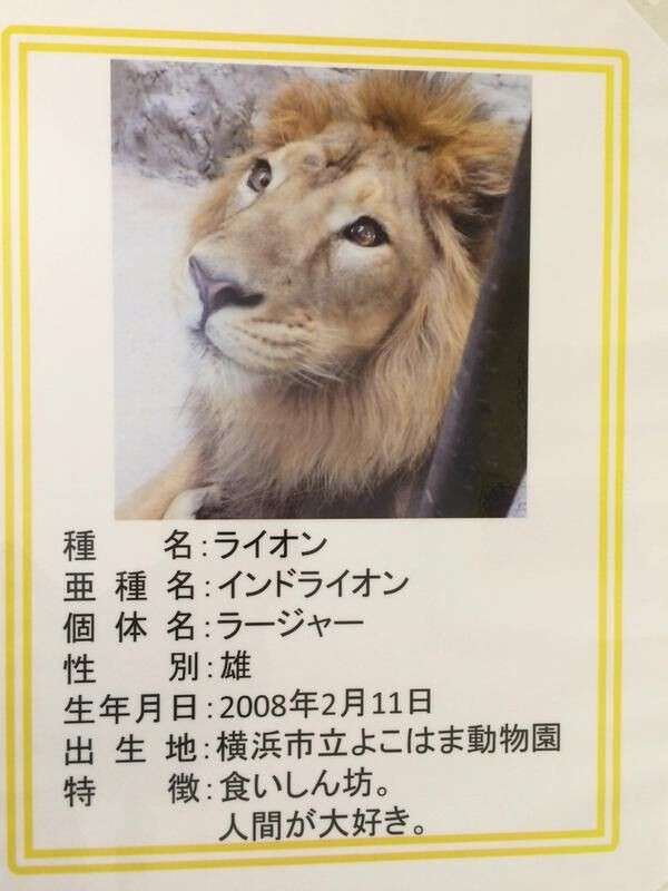 ちょっと笑えそうな動物の画像が見たい