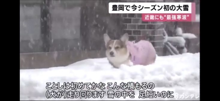 ちょっと笑えそうな動物の画像が見たい