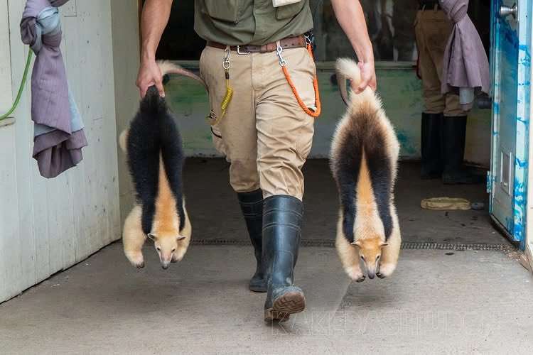 ちょっと笑えそうな動物の画像が見たい